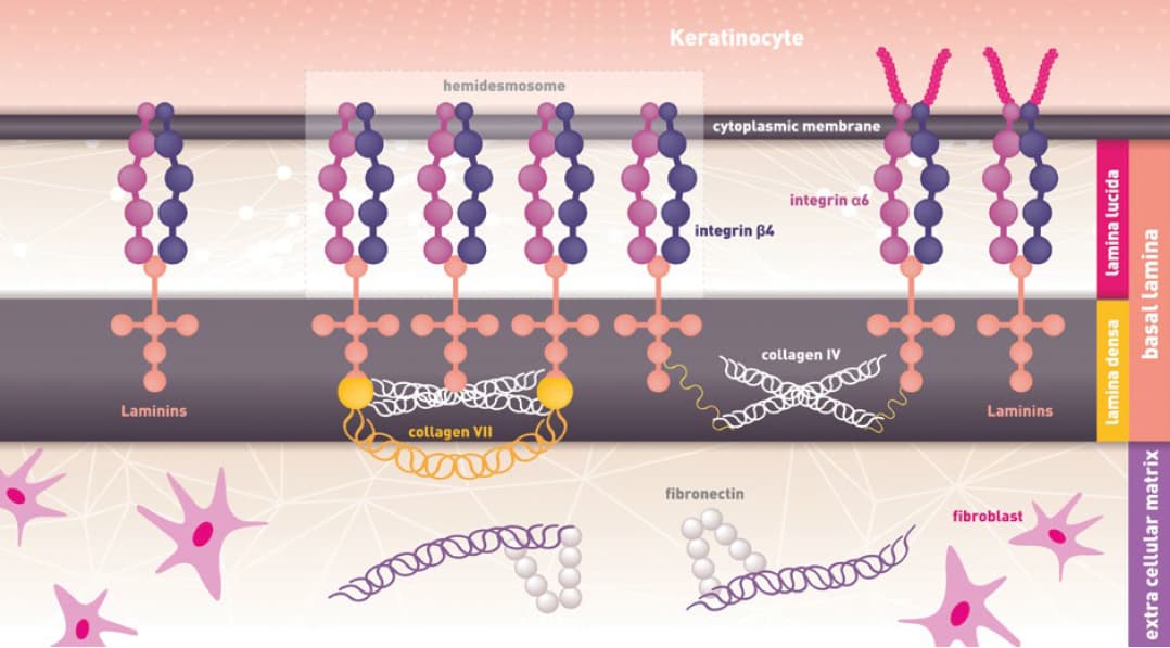 infographics dermal epidermal junction - gatuline Link n Lift