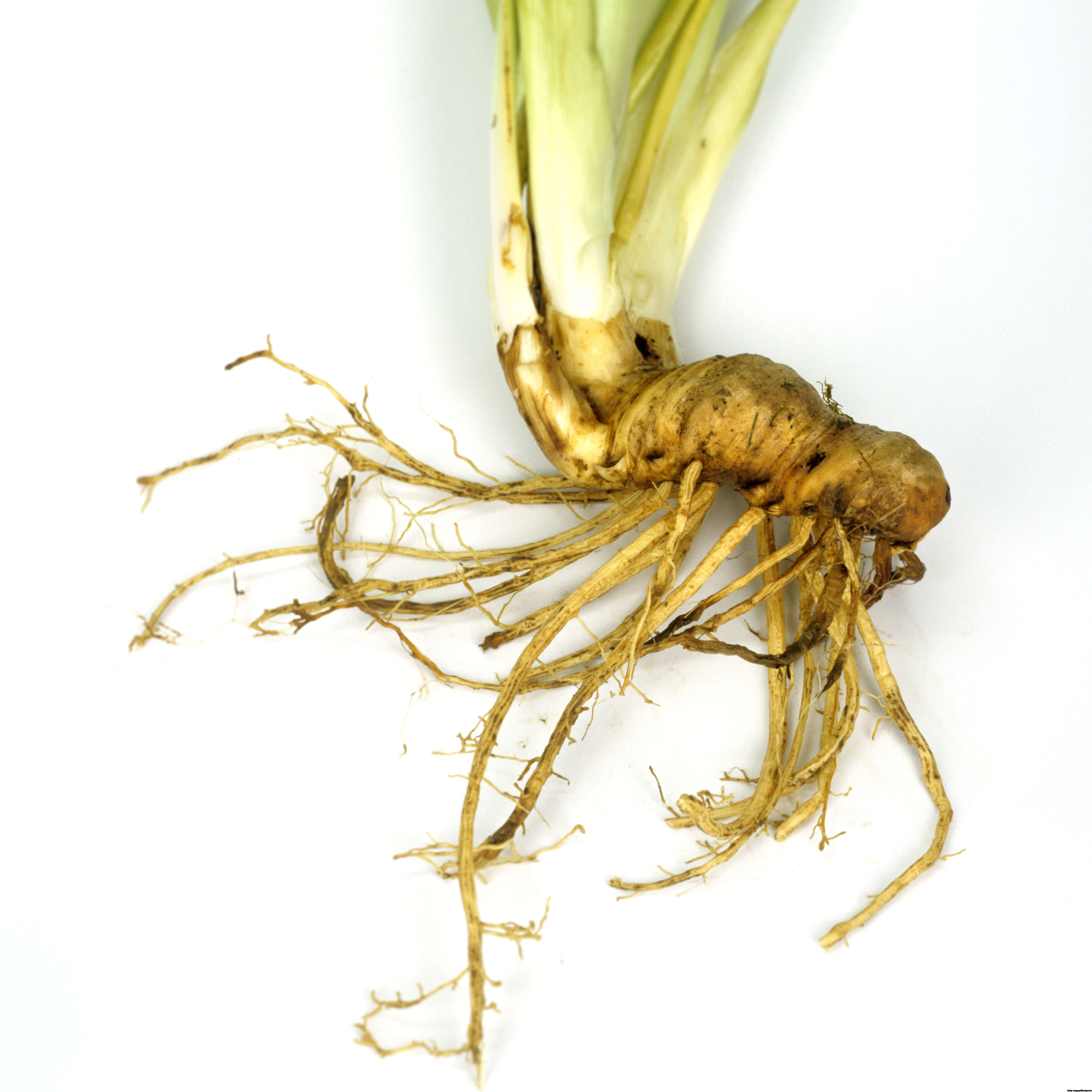 Sourcing Cytobiol Iris A