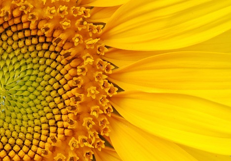 Sunflower closeup