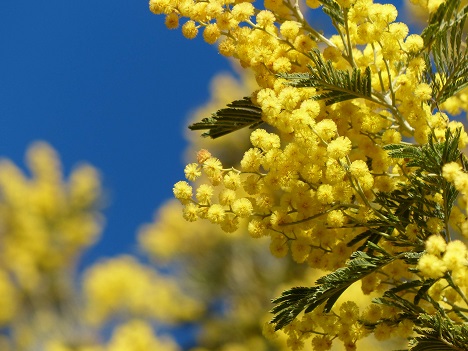 Mimosa flowers