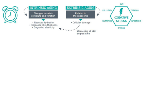 summary aging process: intrinsic vs. extrinsic aging