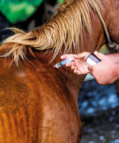 A horse is being administered an injectable veterinary medicine