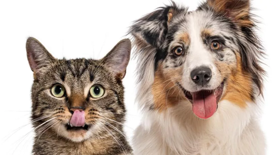 Pet grooming