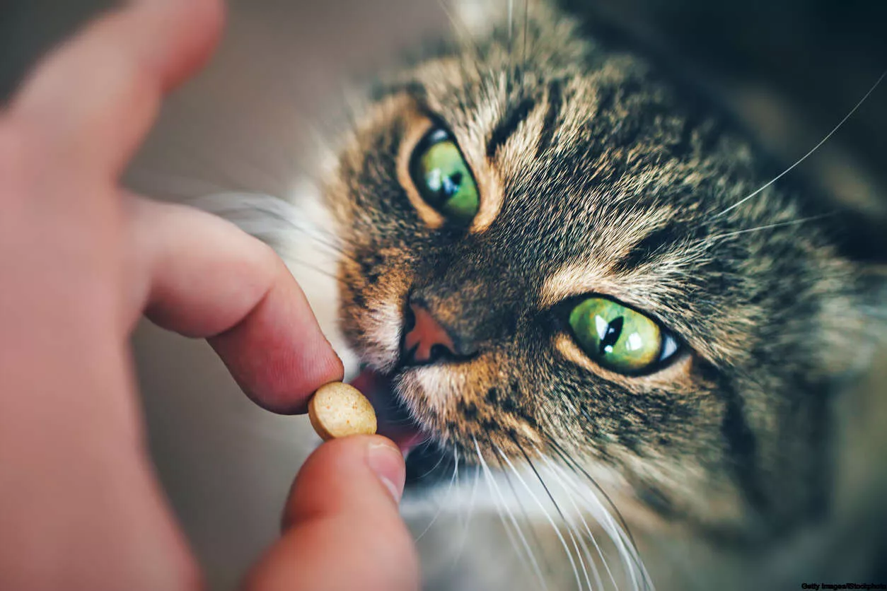 cat eating a tablet