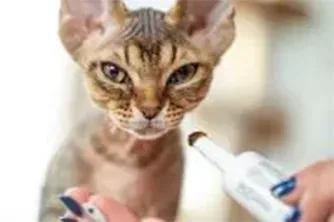 Breaking Boundaries in Veterinary Medicines