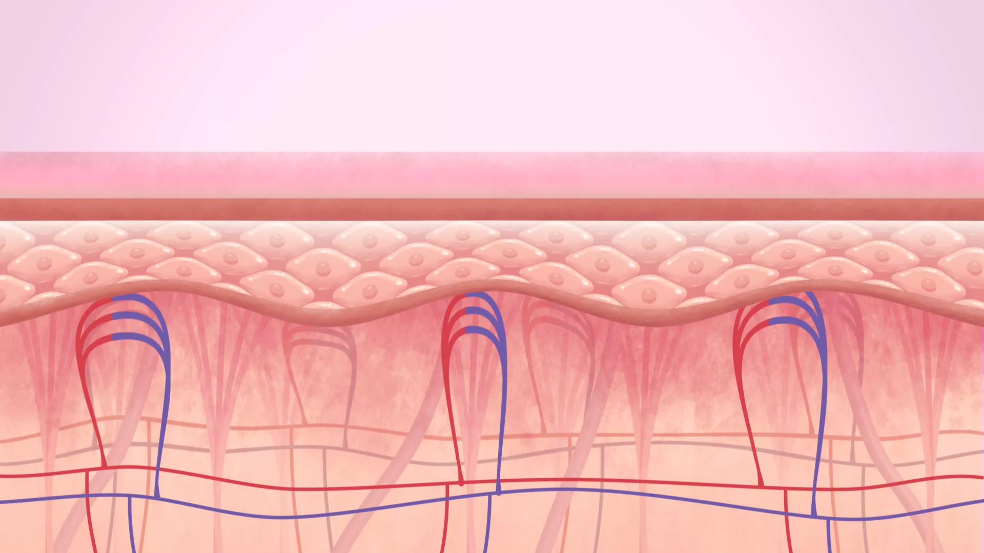 Cutting skin - 2D animation