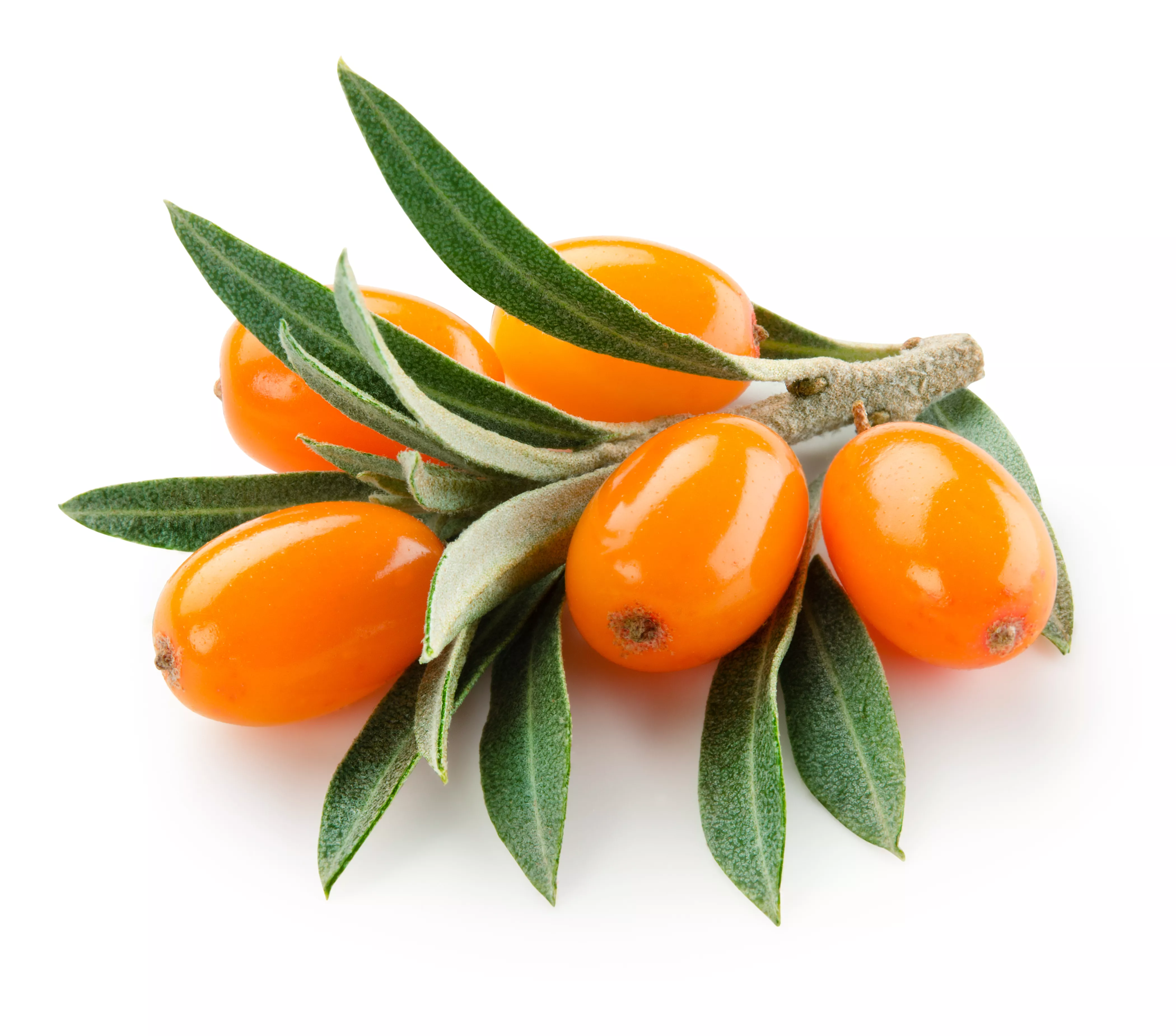 picture of sea buckthorn