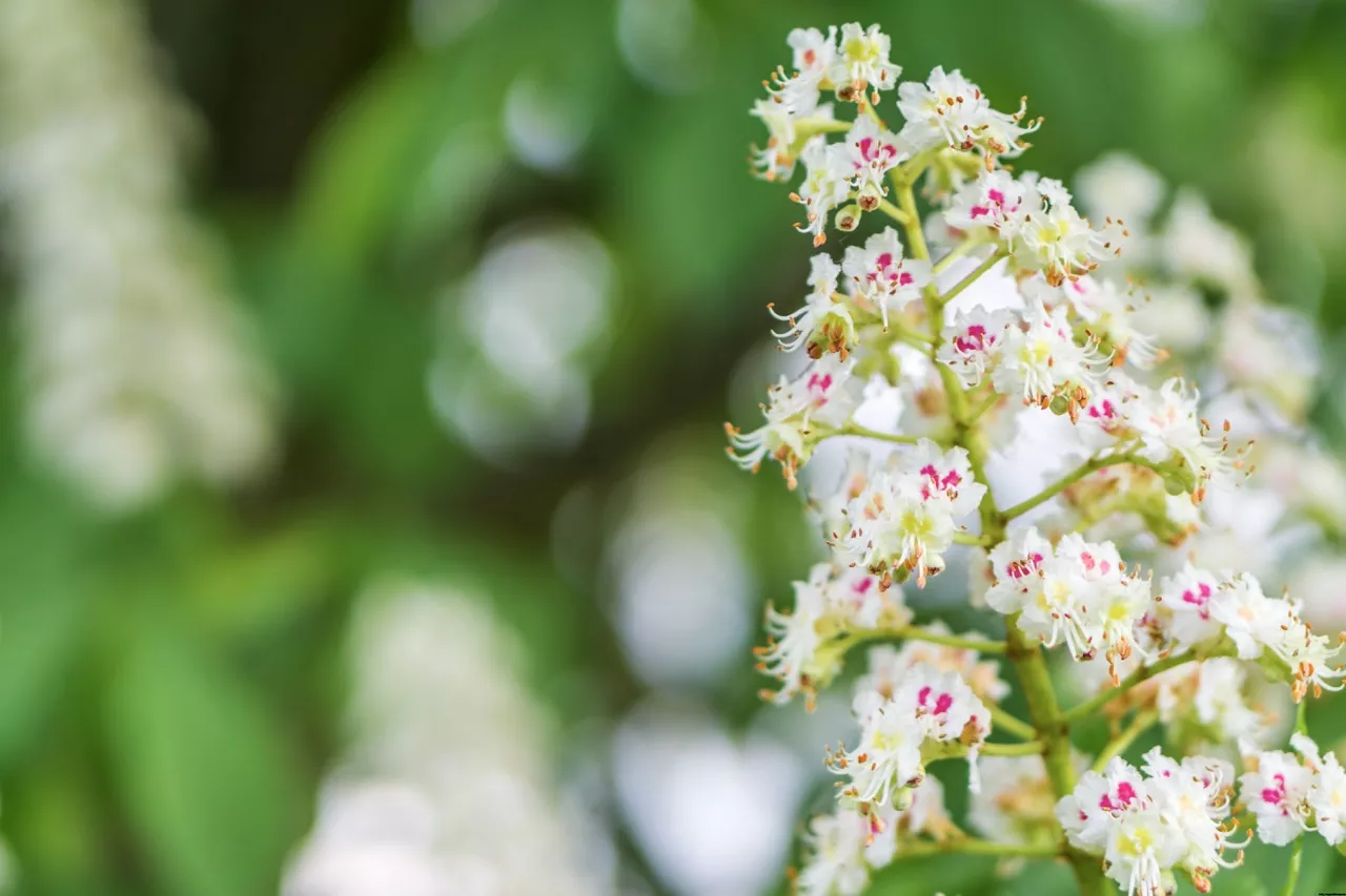 Horse chestnut flowers